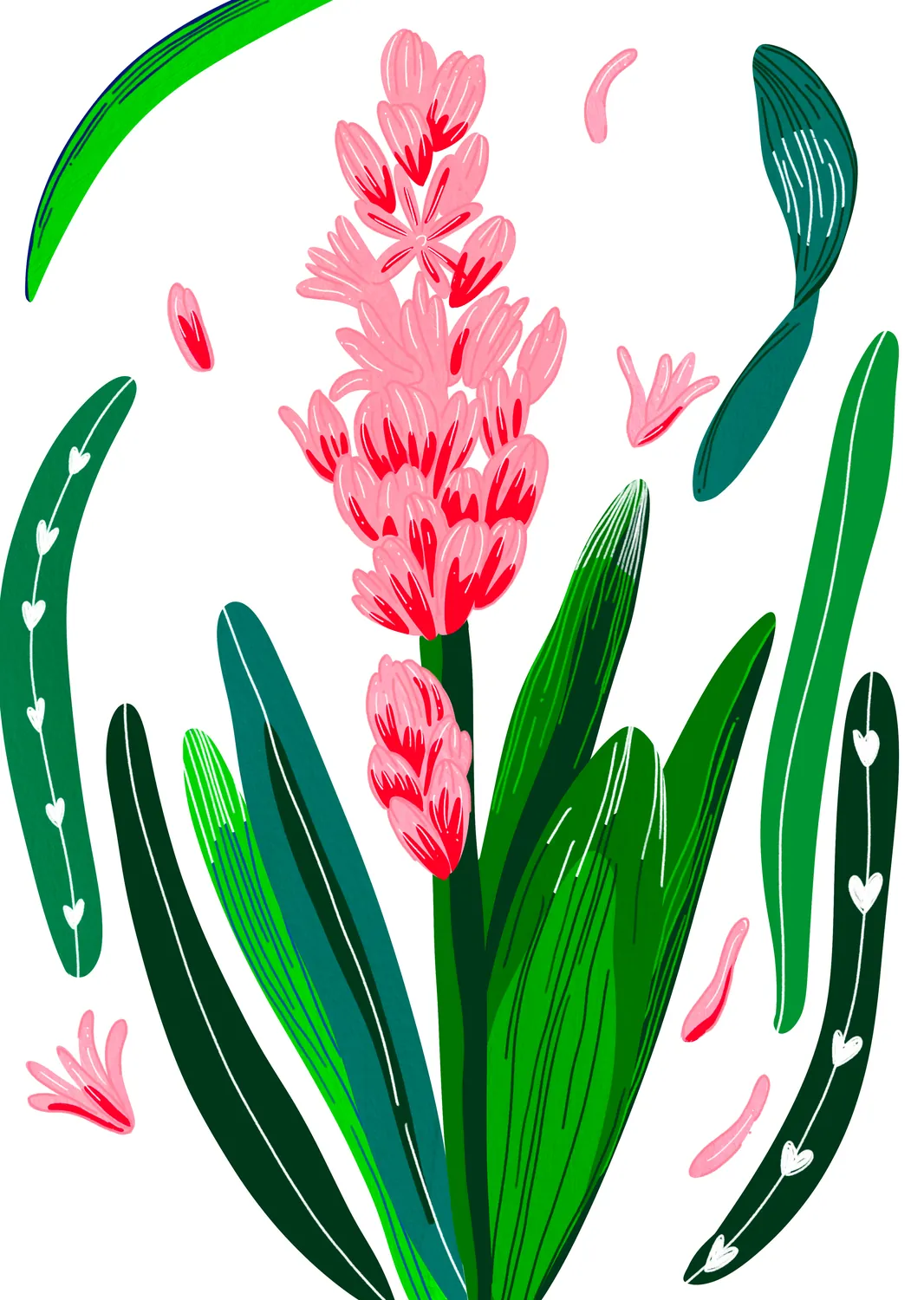 Détail de l’illustration botanique Jacinthe, feuillage vert et fleurs roses