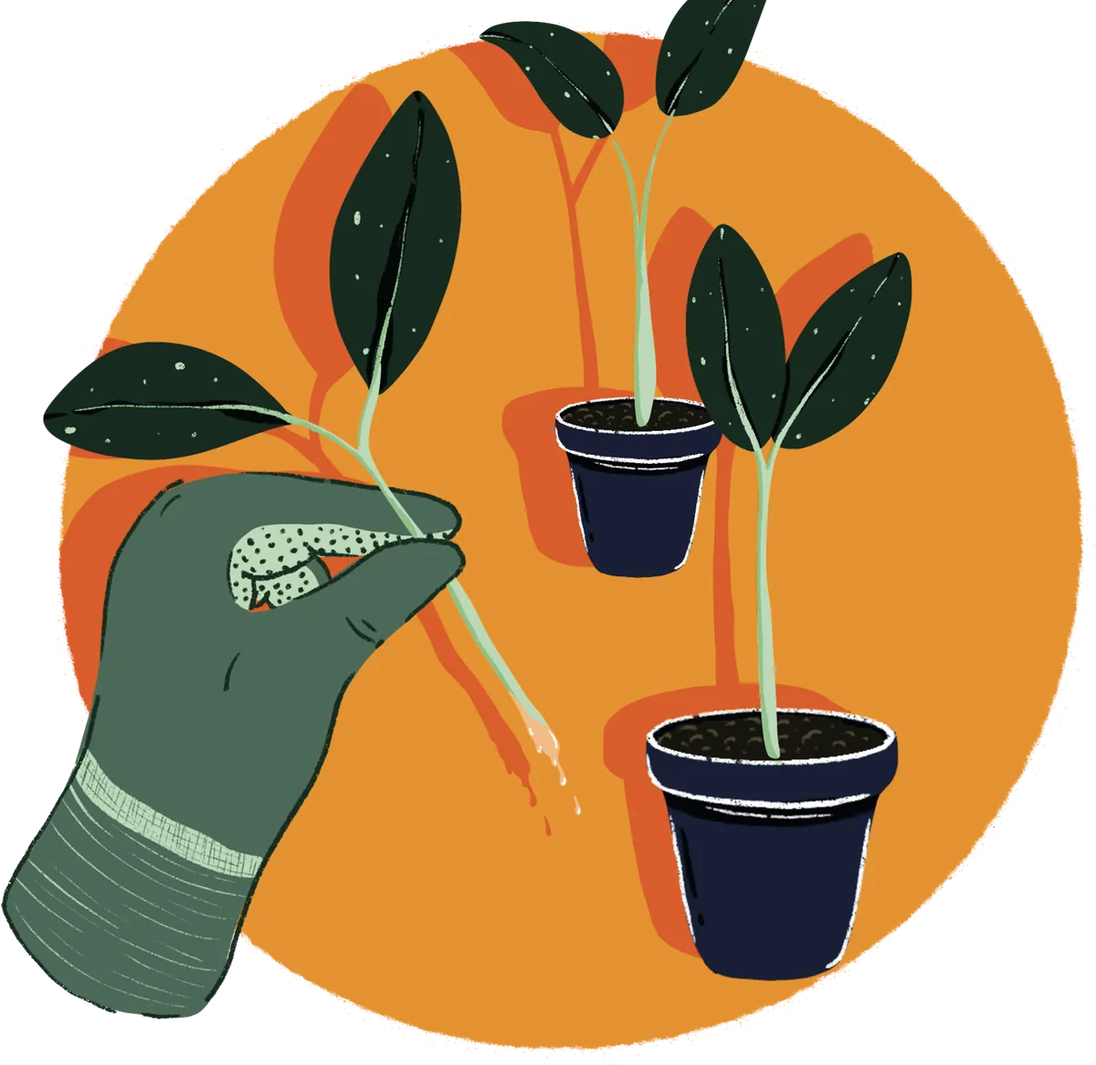 Quatrième étape du bouturage : rempoter les jeunes pousses
